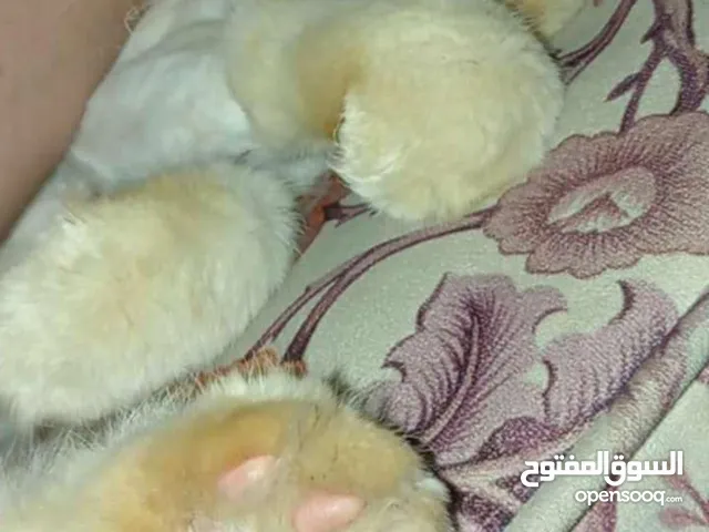 قط هيمالايا للبيع.
