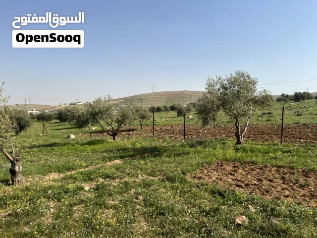بسم الله الرحمن الرحيم ارض للبيع في صروت تبعد عن شفابدران 20 دقيقه مزروعه بالكامل و مسيجه مستويه