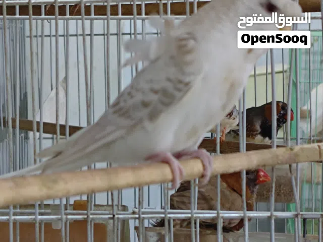 أنثى هاجرمو لانس ونج فول وردات دبل كرست منتجه بالذمة