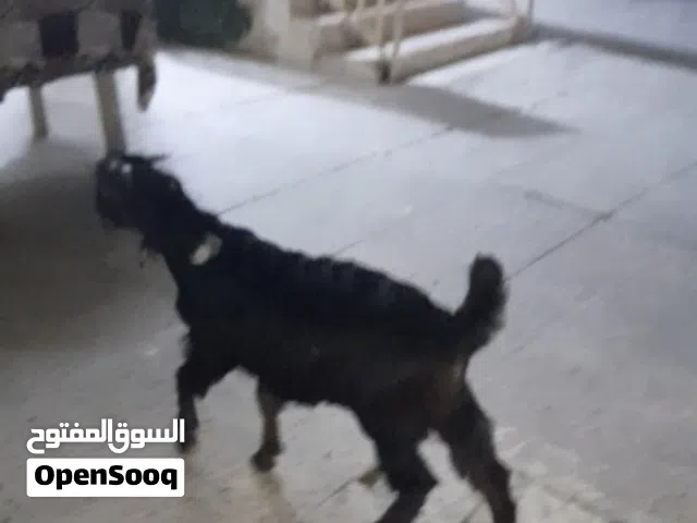 جدايه اثنين للبيع