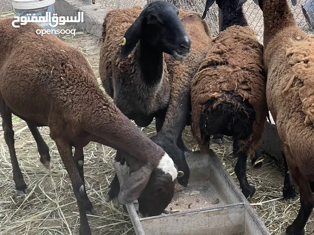 جعد افغانيات