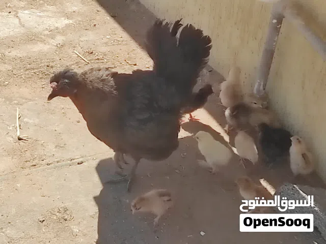 دجاج وفلليس