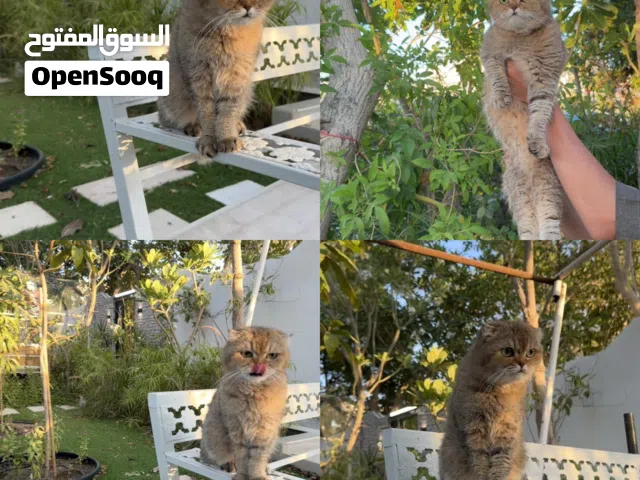 انثى قولدن بيور