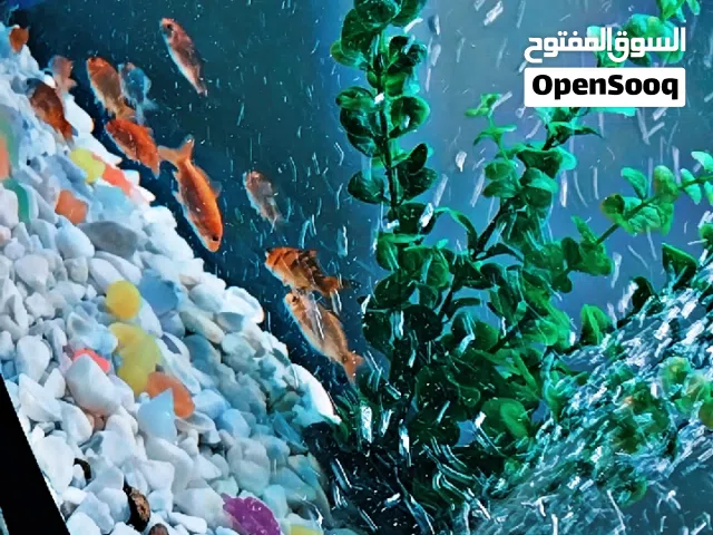 حوض سمك كبير