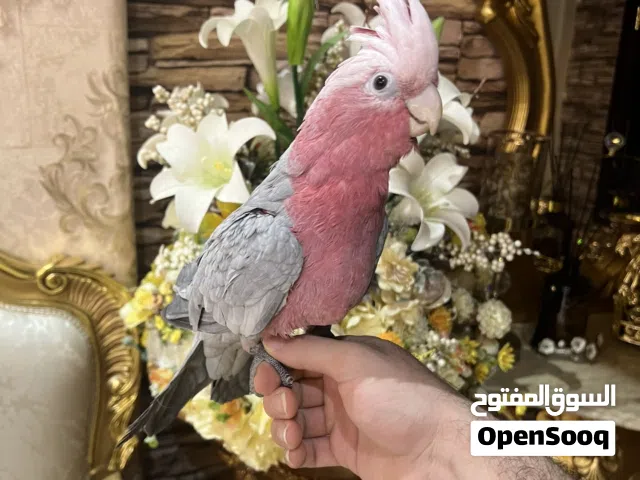 كوكاتو قالا