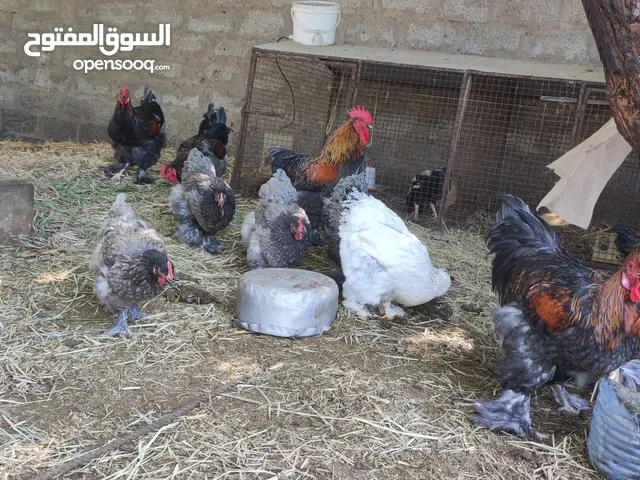براهما مهجن ع كوشن
