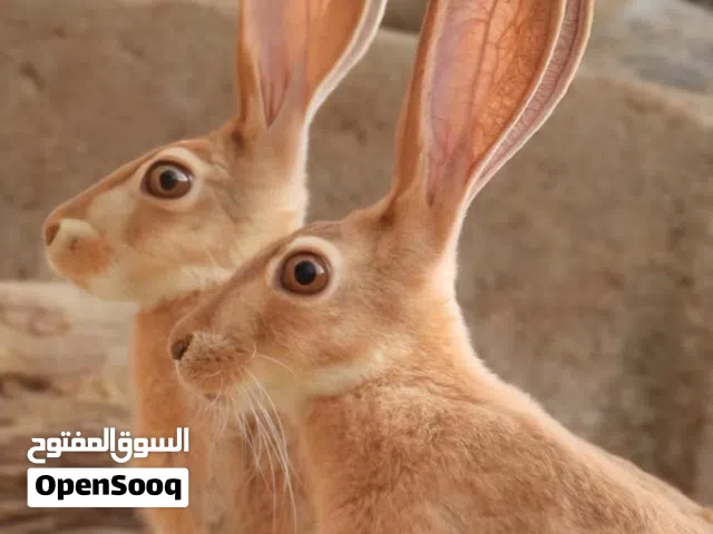 للبيع جميع انواع طيور البريه لمحليه