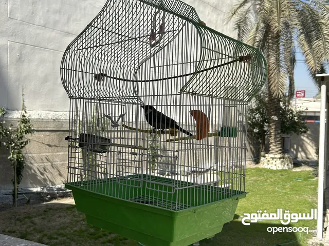قفص بلابل عدد 3