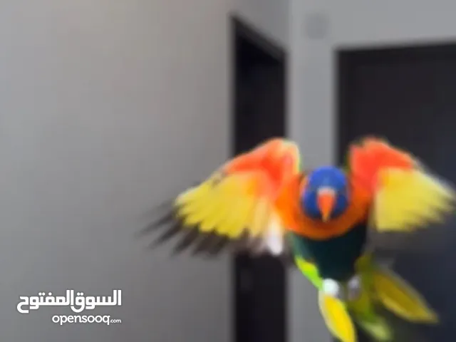 نثيت لوري ،