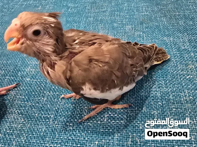 فروخ كروان