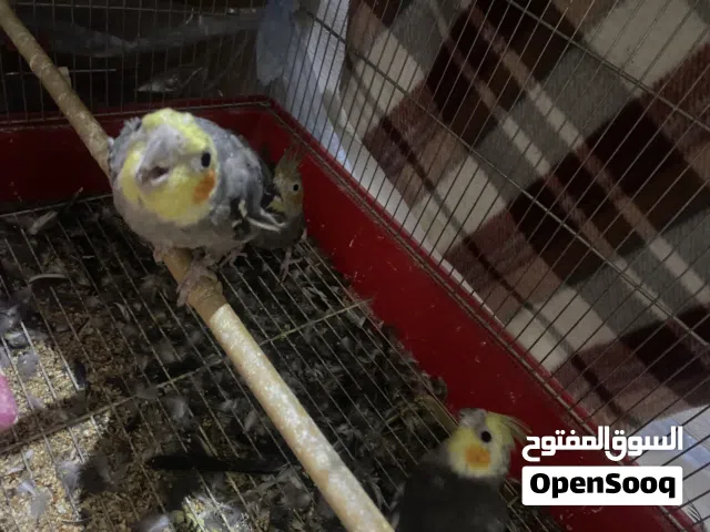 كوكتيل حبشي مع قفص كبير عدد3 ذكرين و أنثى