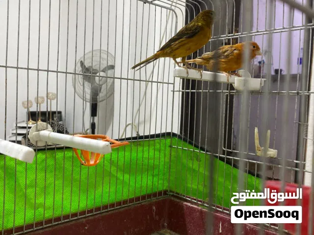 جوز نحاسي مع قفص 6 معالف