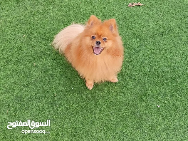 بيع الكلاب