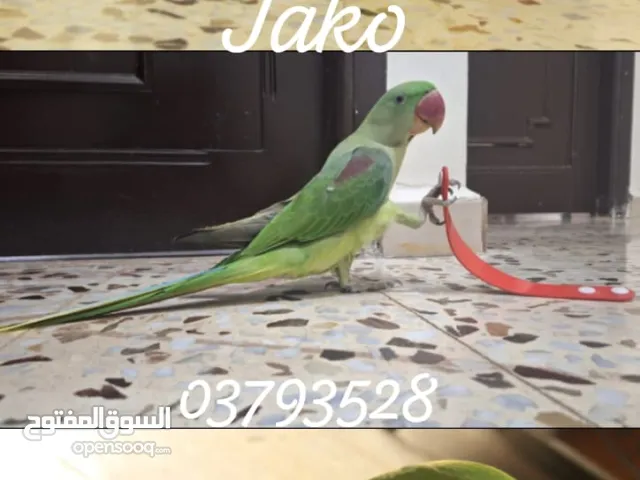 جميع انواع الطيور الزينة والحيوانات الأليفة ببغاء كروان كويكر كنيور روز بادجي