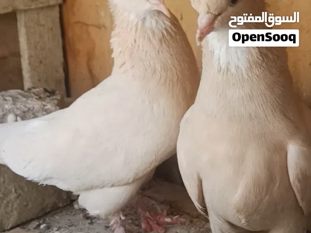 سلام عليكم متاح زوج فحل صفر زيراي