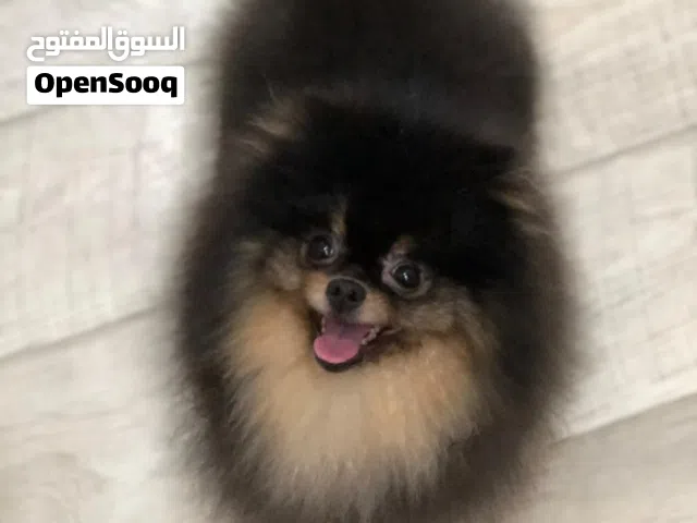 Super Pomeranian Product