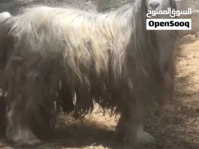 ذبايح  ادار سعيدي و رحبي