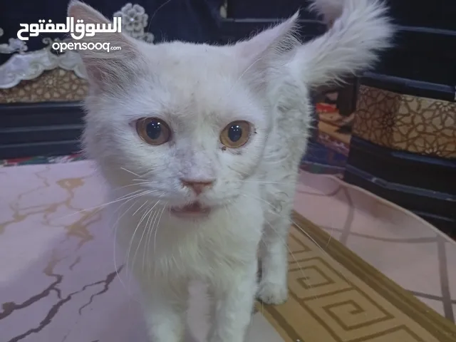 قطه السعر 90 الف