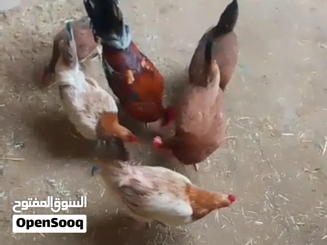 دجاجات و ديج متاح دجاجات خط اول كلهن بياضات شرط صحه متاح سعودي اصلي