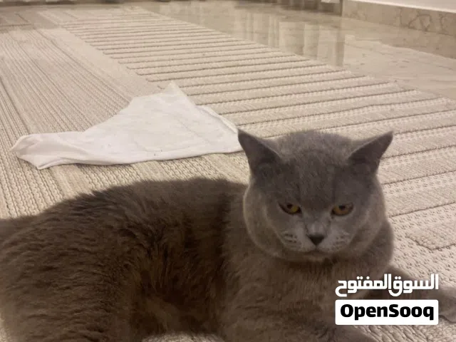 قط اليف للبيع الوصف مهم
