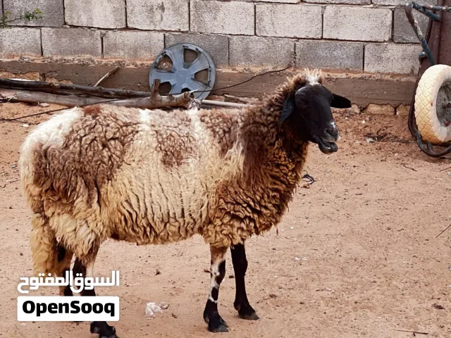 نعجه سداد خاشه ف الجمع