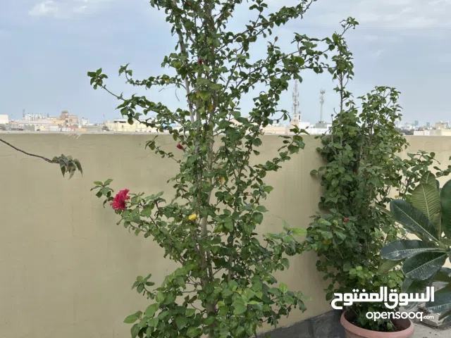 Hibiscus plant for sale