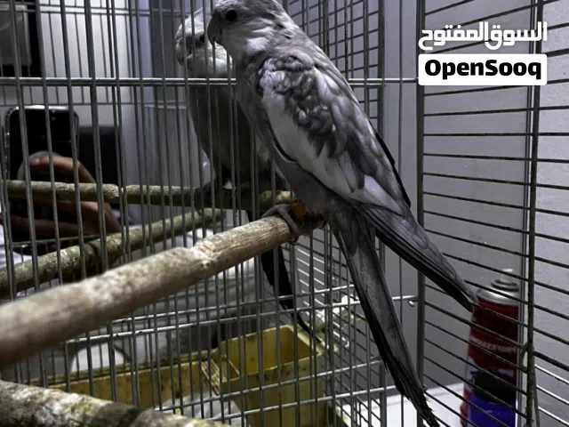 طير كروان هولندي
