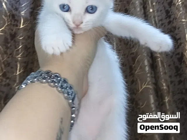 قطط العمر شهر ونص