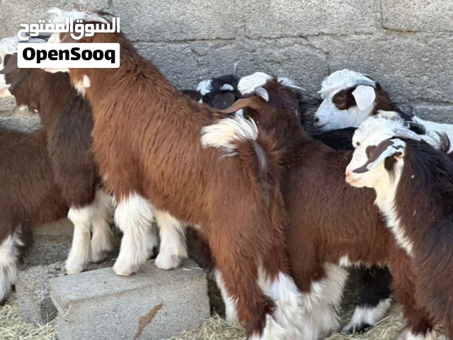 تيوس عمانيات جباليات سمان فل كلهن من قطيع واحد لي يبحث عن حلال للتربيه أو للذبح بياض الوجه