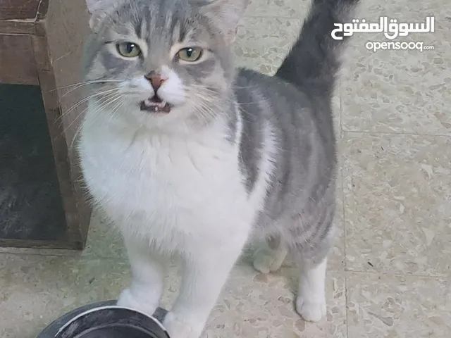 بسس قطط للتبني