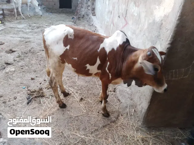 عجل بلدي عمر 3 اشهر