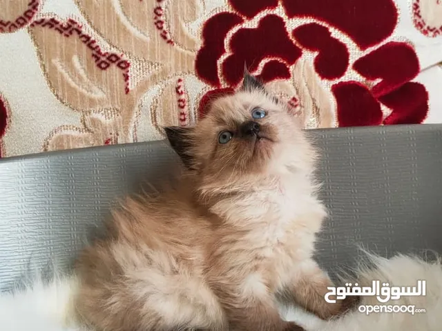 قطة سيامو  الله ما بارك مدريسية على حمام وطعام