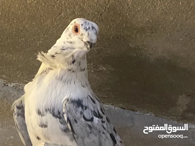 فحل ذباني طير مطير