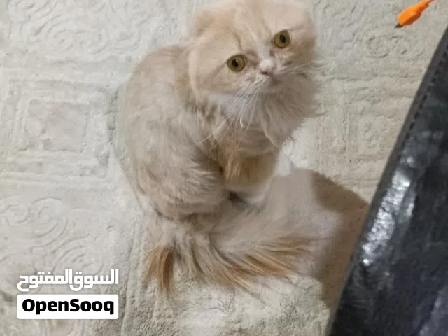 قط للتبني لوجه الله بدون مقابل