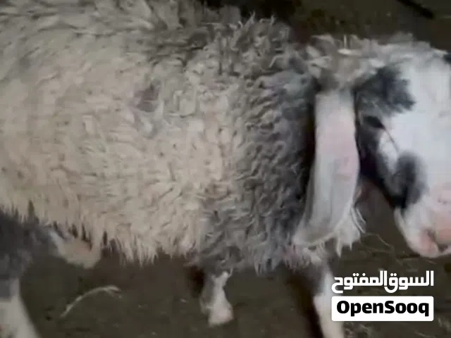 طليان اثنين كبار