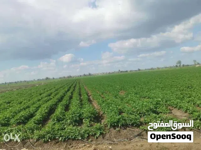 موجود اكتر من قطعة ارض في منطقة حلحول للمعني