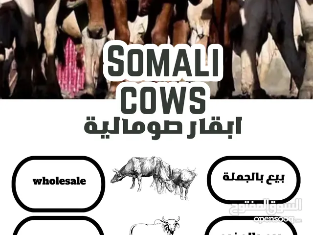 اجود الابقار الصومالية للبيع بالجملة