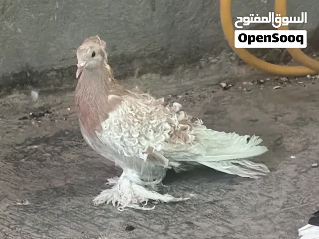 نثيه نكرو سبوبر جامبو الطيره كريميه