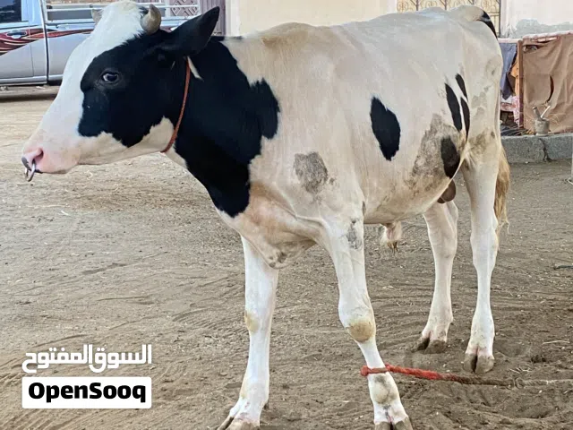 للبيع عجل ذخيره مد وشور بسنان لبن