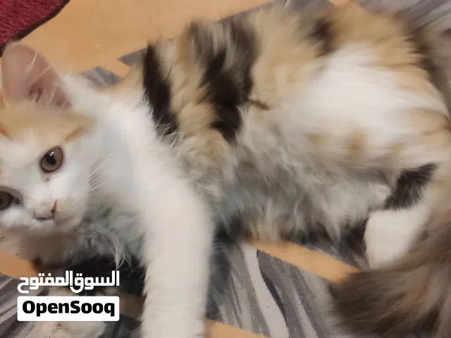 قطط نوع شيرازي اناث لعوبات اي شي ياكلن اعمارهن بين 2الى3شهر اليفات جدا القطط معروضات للتبني  مجان