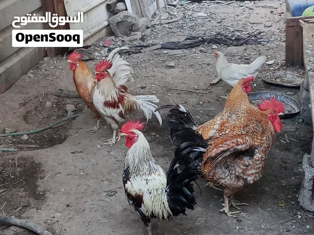 ديوجة بيت ربه ابو الخصيب البهادريه