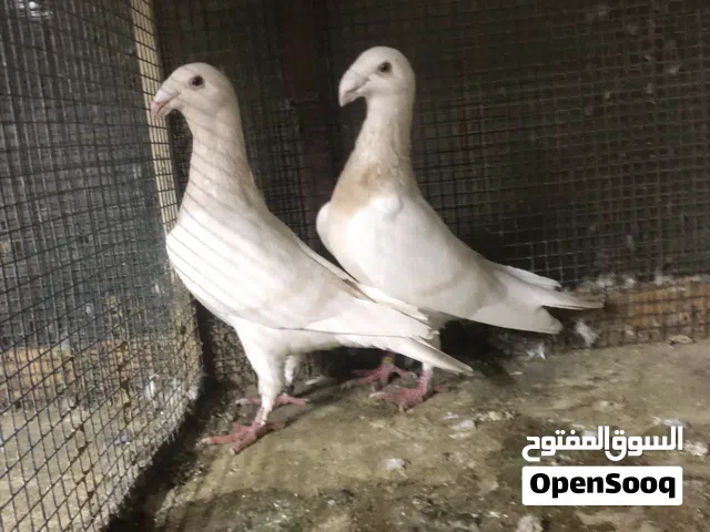 زوج هومر لمون