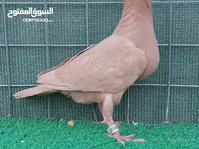 زواجل ، فريخ أصفر طينه وتك فحل أصفر ونثيه شمعيه وتك أصفر فحل مخلف محلق 2025 اقرأ الوصف...... ال