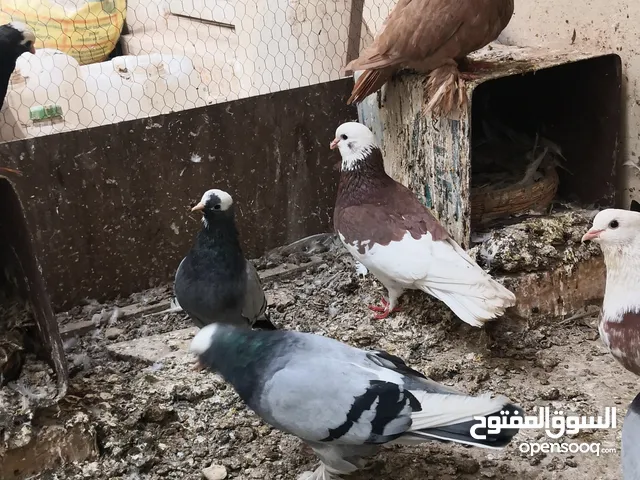 طيور زينة للبيع