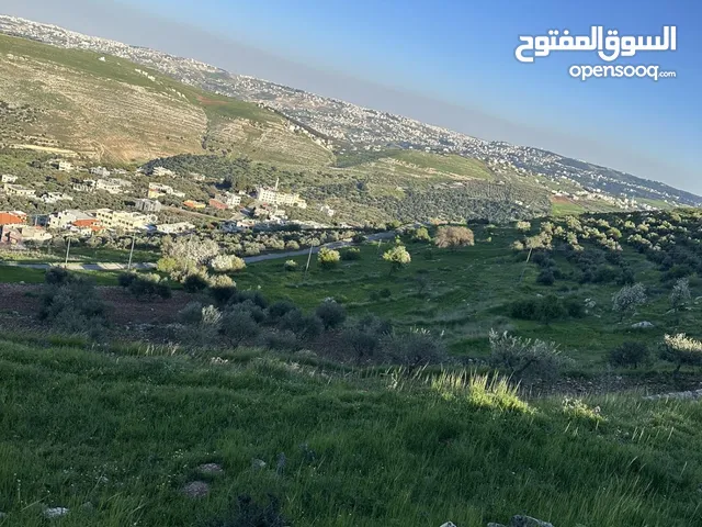 السلط الزعتري