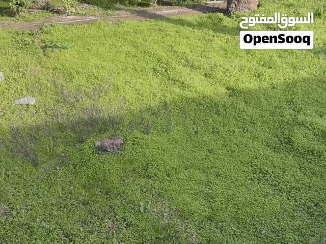 ارض البيع او مراوس في كربلاء قرب الامام الحسين ع