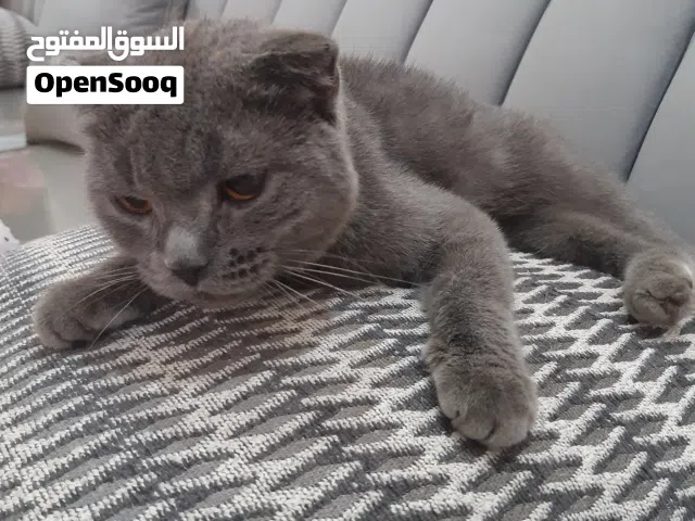 قطة سكوتش فولد أنثى بحالة صحية جيدة جيداً للبيع