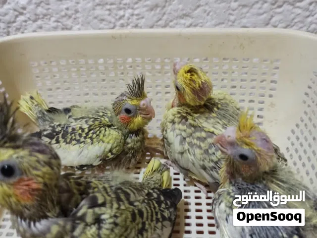 كوكتيل للترويض