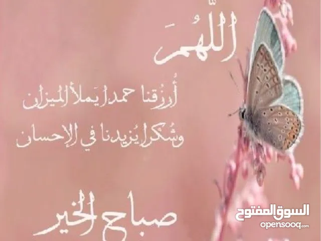 مطلوب معزا مواليد أو لجب حليب للشرا الفوري أو نعاج مواليد