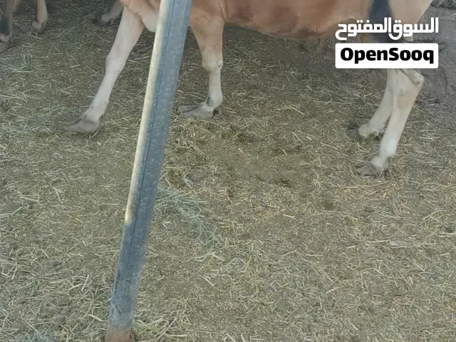 للبيع بقره محليه عاقر